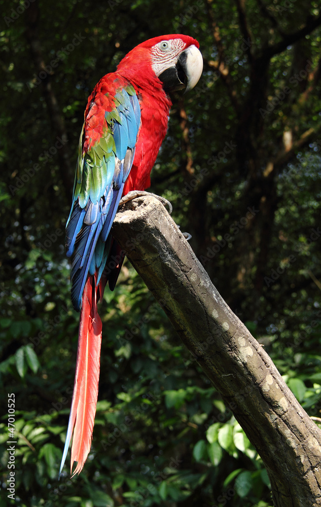 Obraz premium Scarlet macaw
