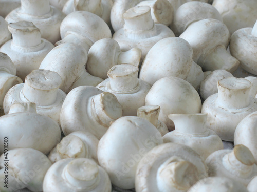 White mushrooms background