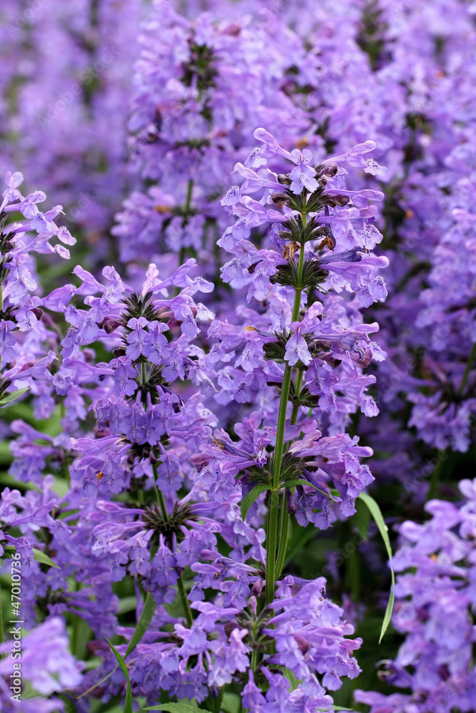 Obraz premium Purple Hyssop Flowers (Hyssopus officinalis)