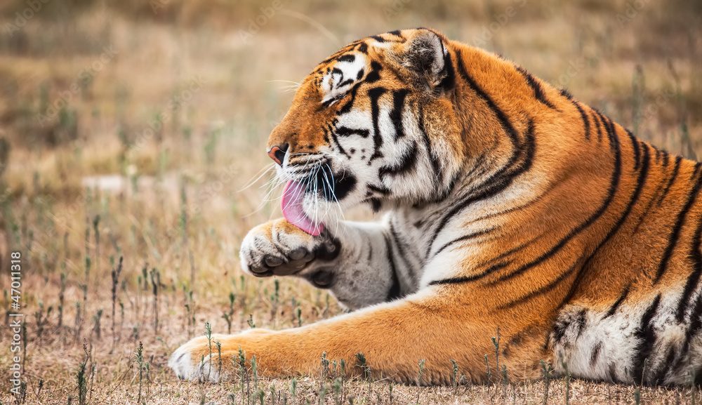 Fototapeta premium Siberian tiger