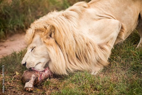 Fototapeta Naklejka Na Ścianę i Meble -  Lion