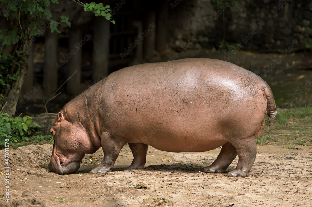 hippopotamus hippopotamus