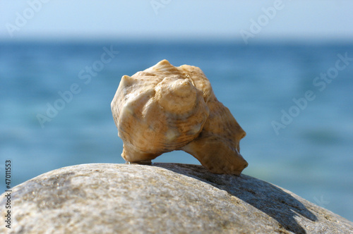 Sea shell on the stone