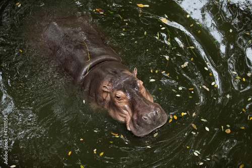 hippopotamus in water