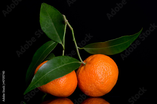 tangerines on a branch with leaves