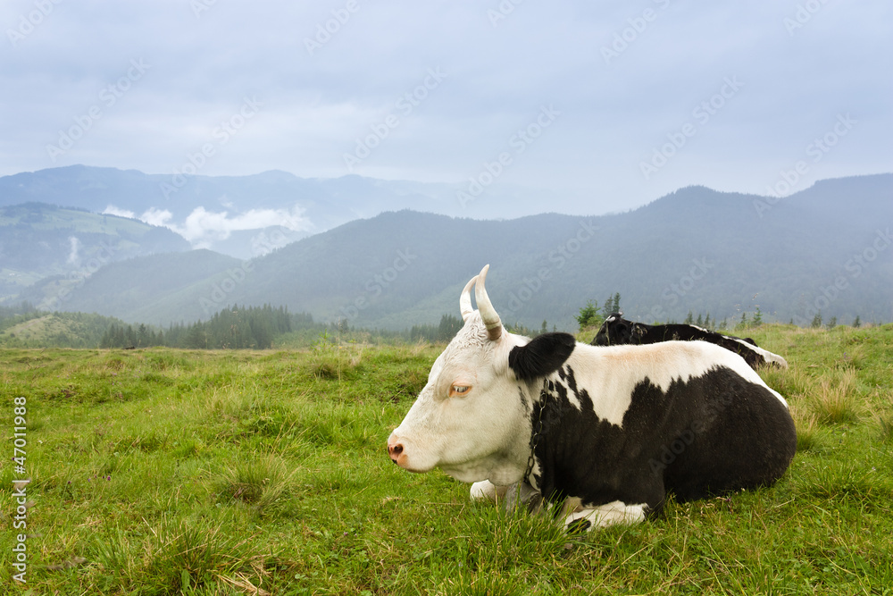 Black and white cow on the grazing