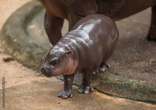 small pygmy hippopotamus