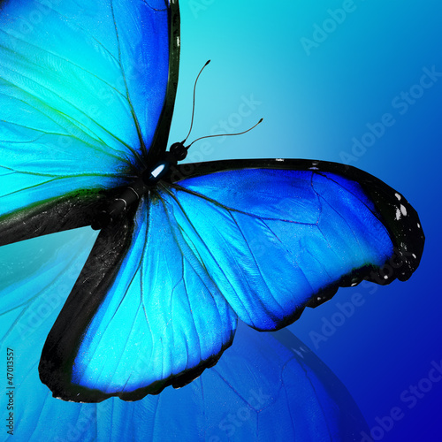 Canvas Print Blue butterfly on blue background