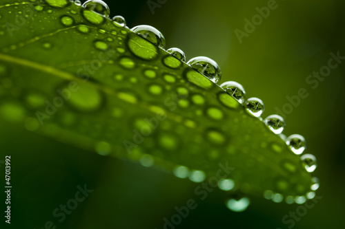 Leaf water droplets