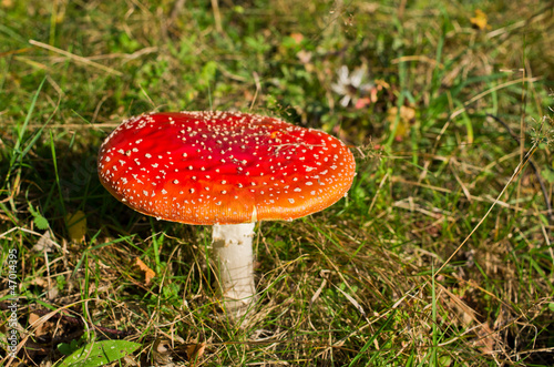 Red toadstool
