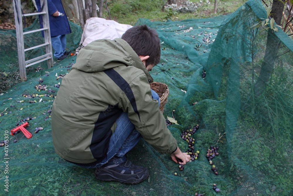 Young boy in olive harvest