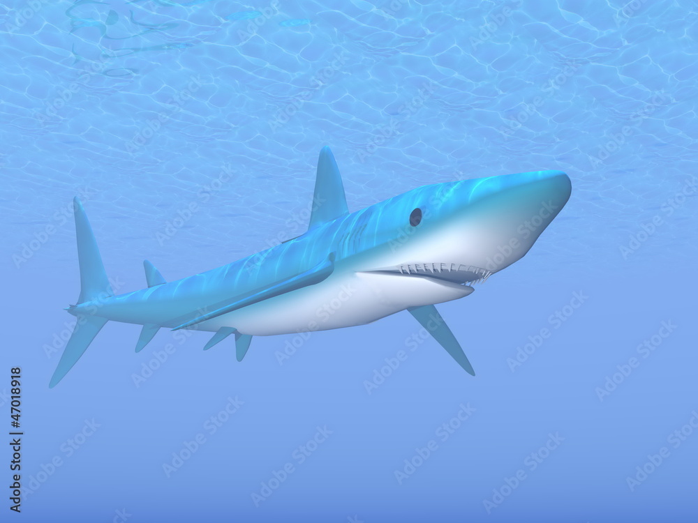 Shark - 3D render