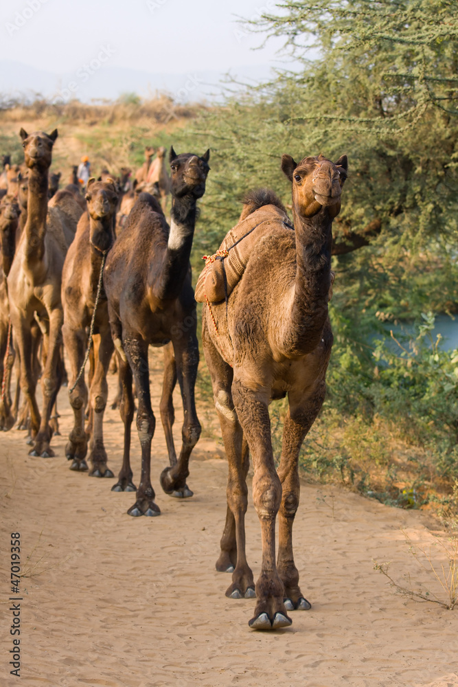 Naklejka premium Camel at the Pushkar Fair ( Pushkar Camel Mela ), India