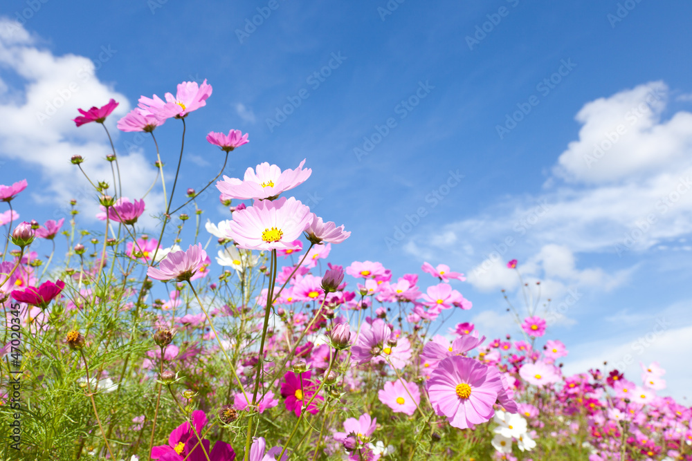 Cosmos flower and the sky