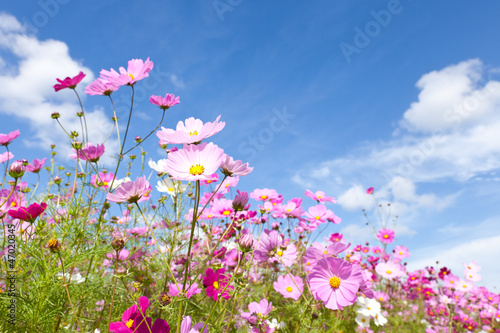 Cosmos flower and the sky