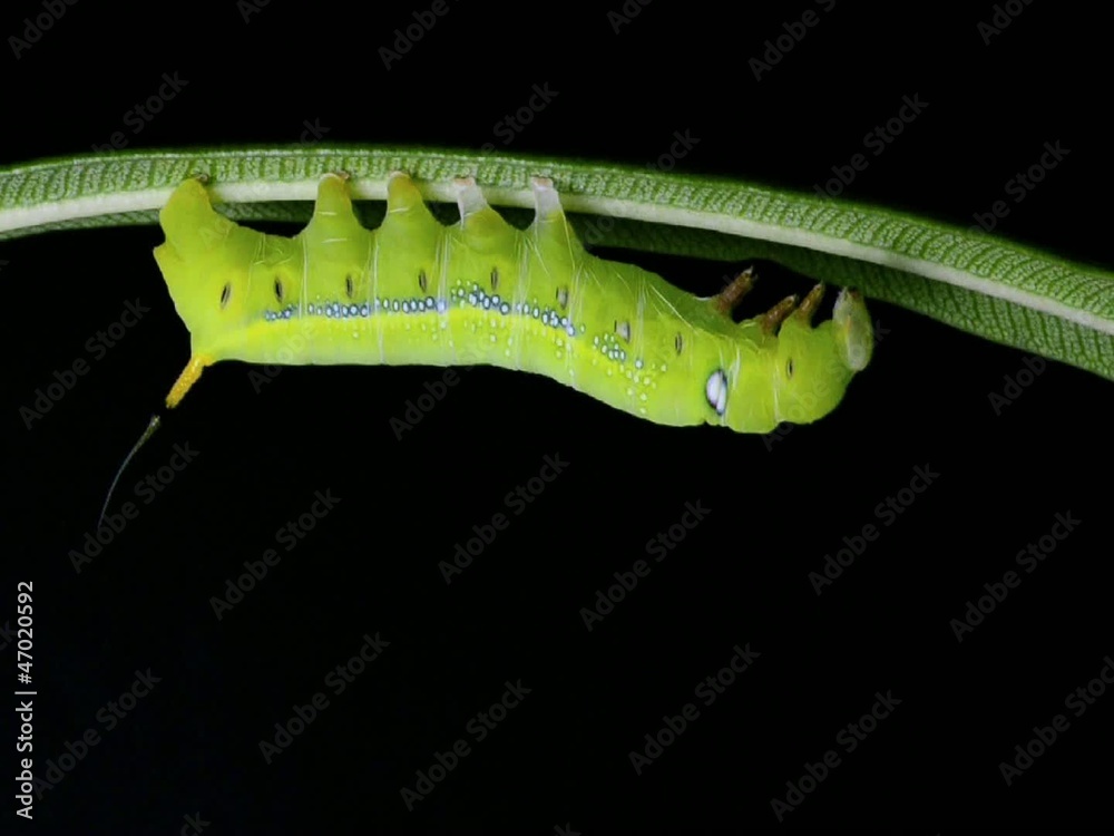 Caterpillar Oleander Hawk-moth in process molting (Time lapse)
