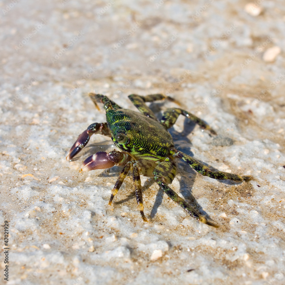 Adriatic Sea crab on the rock.