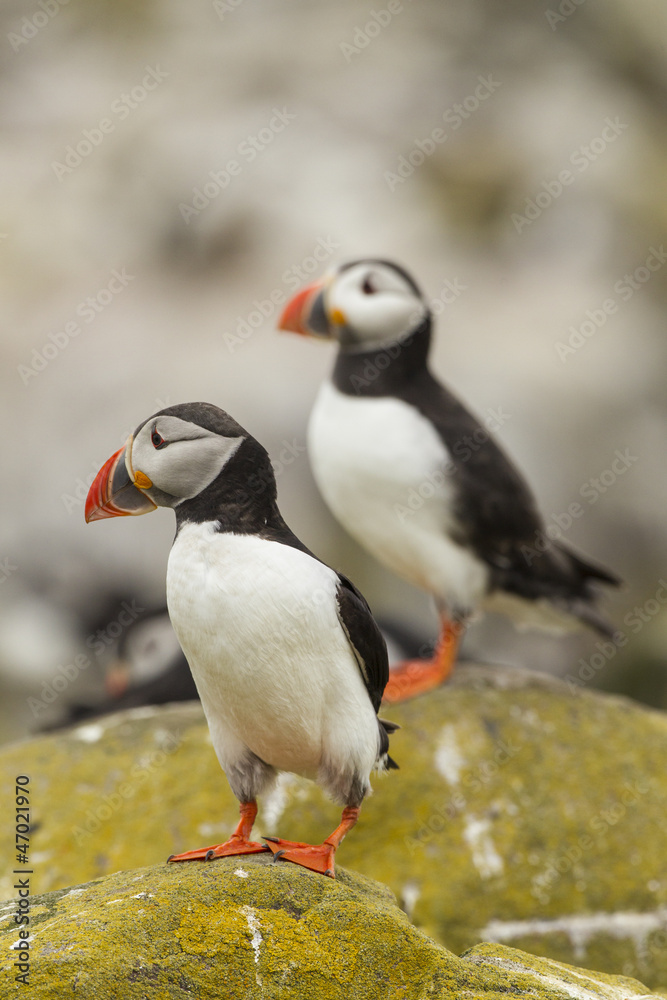 Naklejka premium Papageitaucher (Fratercula arctica)