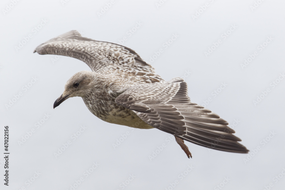 Obraz premium Silbermöwe (Larus Argentatus) auf der Dingle Halbinsel in Irlan