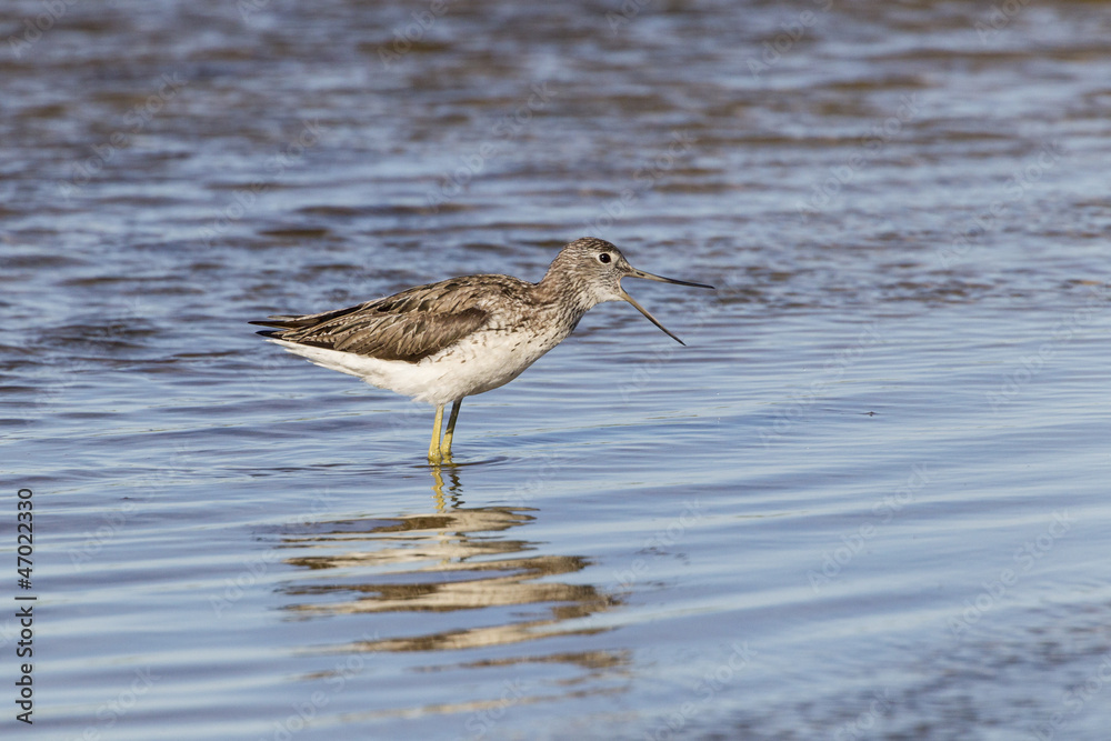 Bruchwasserläufer (Tringa glareola) Bruchwasserläufer (Tringa glareola)