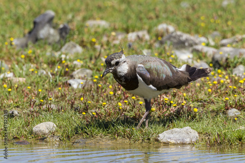 Kiebitz (Vanellus vanellus)