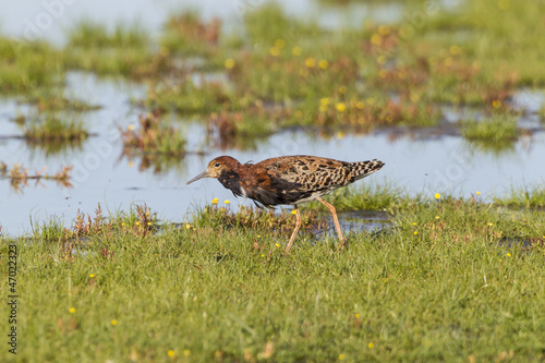 Kampfläufer (Philomachus pugnax)