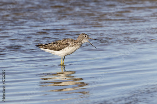 Bruchwasserläufer (Tringa glareola) © NFSR