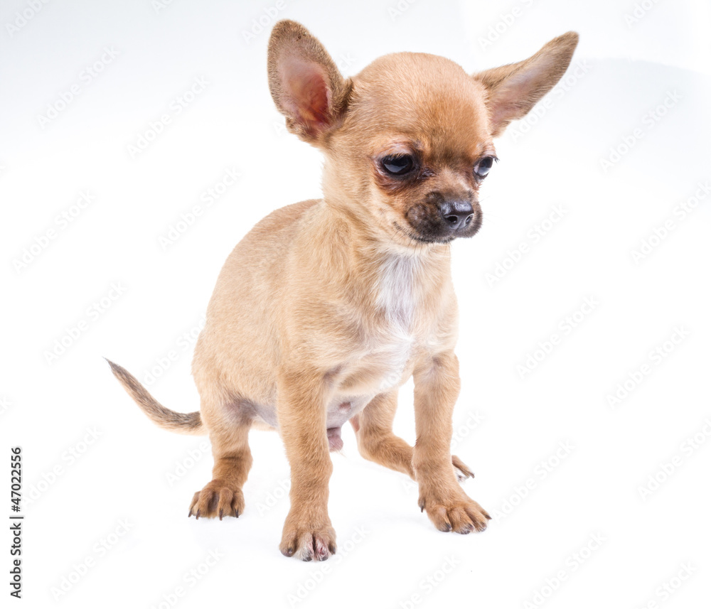 expressive portrait Chihuahua puppy