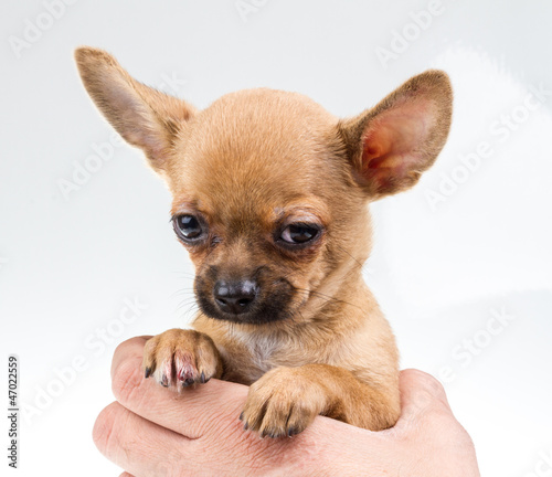 expressive portrait Chihuahua puppy © Andrei Starostin