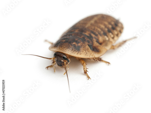 Cockroach against white background