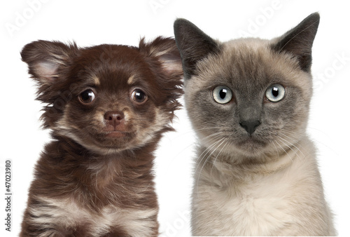 Fototapeta Naklejka Na Ścianę i Meble -  Close-up of Siamese kitten, 6 months old, and Chihuahua puppy