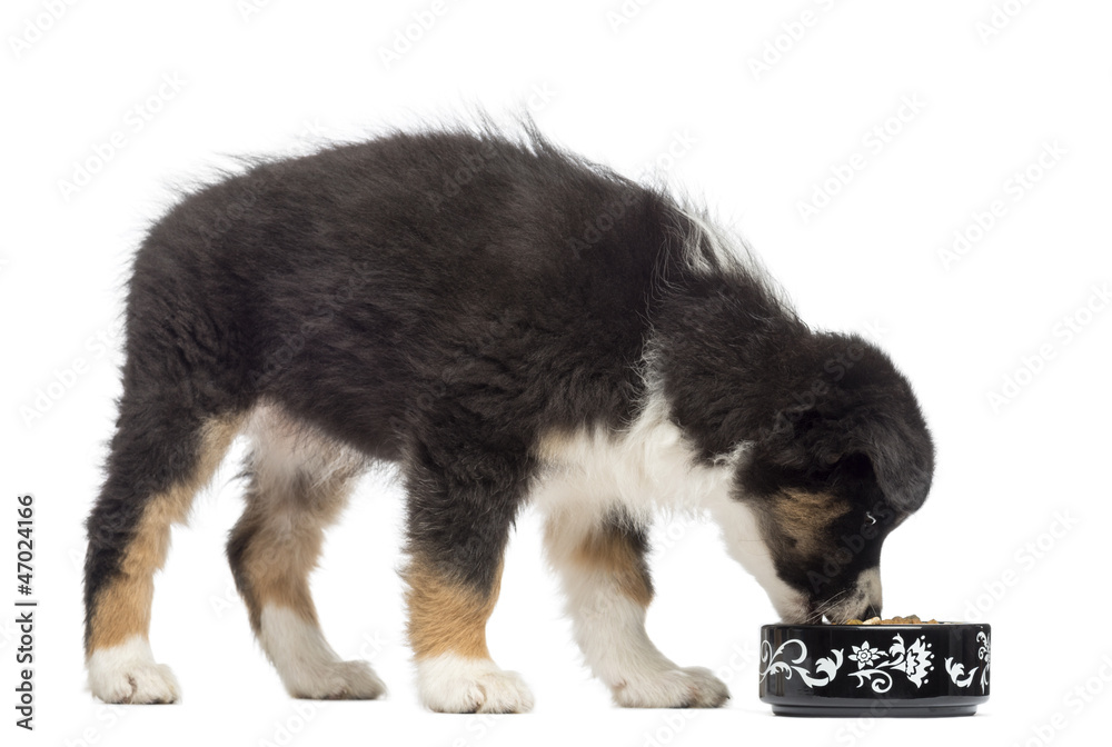 Australian Shepherd puppy, 2 months old, standing and eating Australian Shepherd puppy, 2 months old, standing and eating