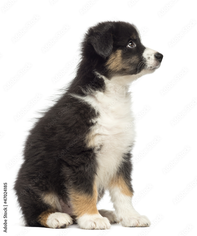 Australian Shepherd puppy, 2 months old, sitting and looking up