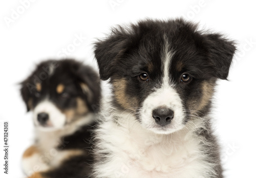 Close-up of Two Australian Shepherd puppies, 2 months old