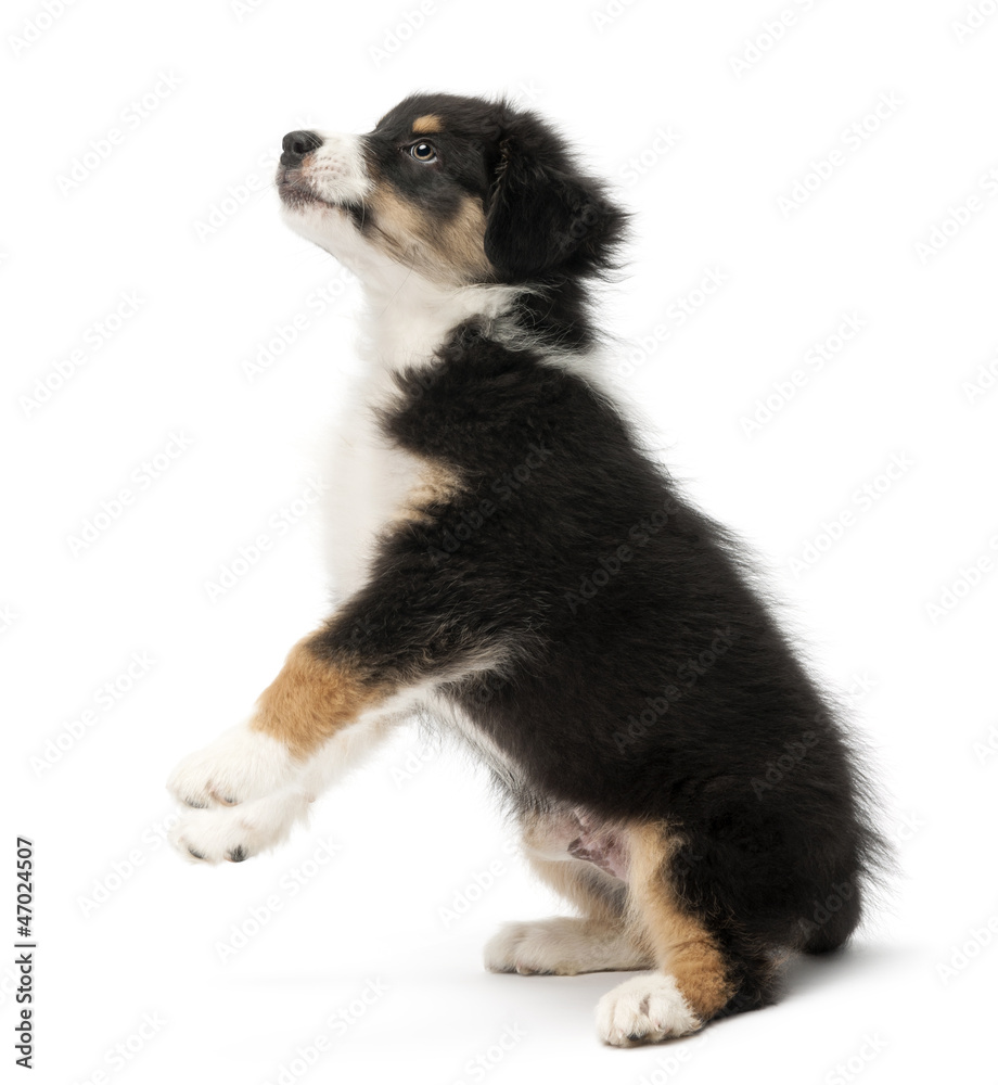 Australian Shepherd puppy, 2 months old, standing on hind legs Australian Shepherd puppy, 2 months old, standing on hind legs