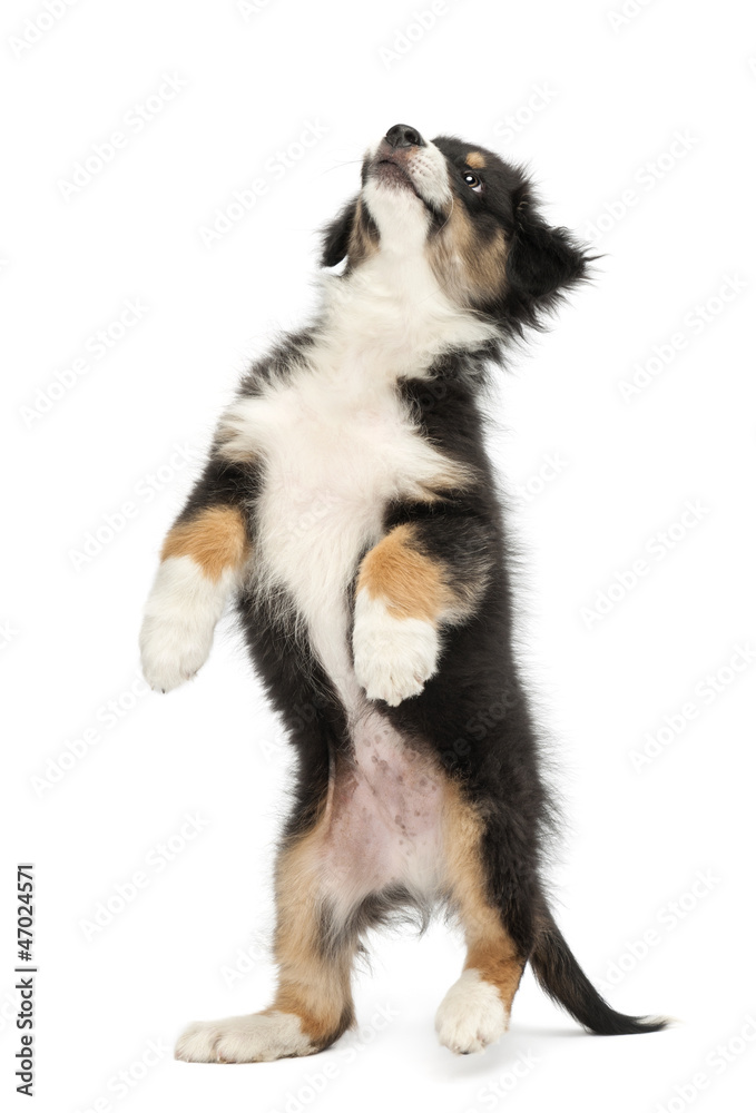 Australian Shepherd puppy, 2 months old, standing on hind legs