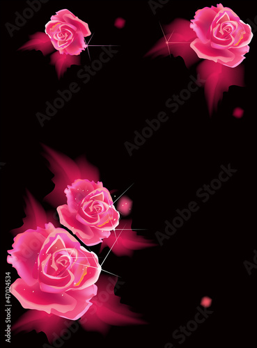 four pink rose flowers on black