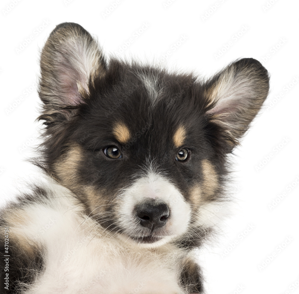 Close-up of an Australian Shepherd puppy, with ears up