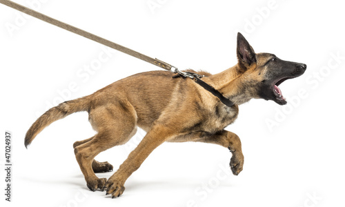 Belgian Shepherd leashed and aggressive against white background photo