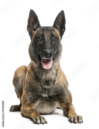 Belgian Shepherd lying against white background