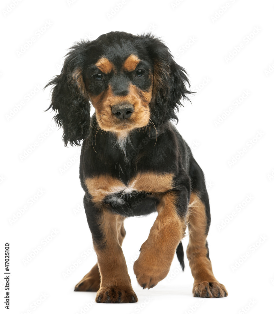 Working Cocker Spaniel, 10 weeks old, looking at camera