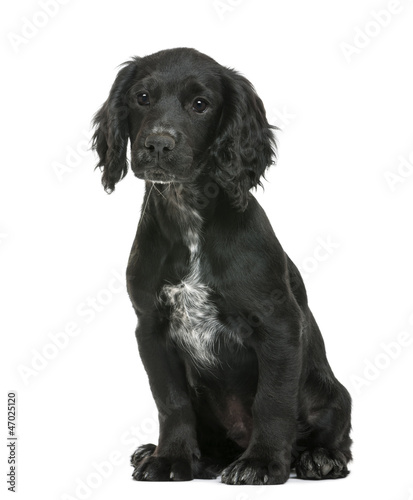 Working Cocker Spaniel sitting against white background © Eric Isselée
