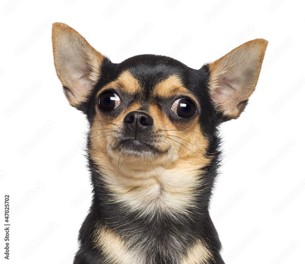 Chihuahua, 17 months old, against white background