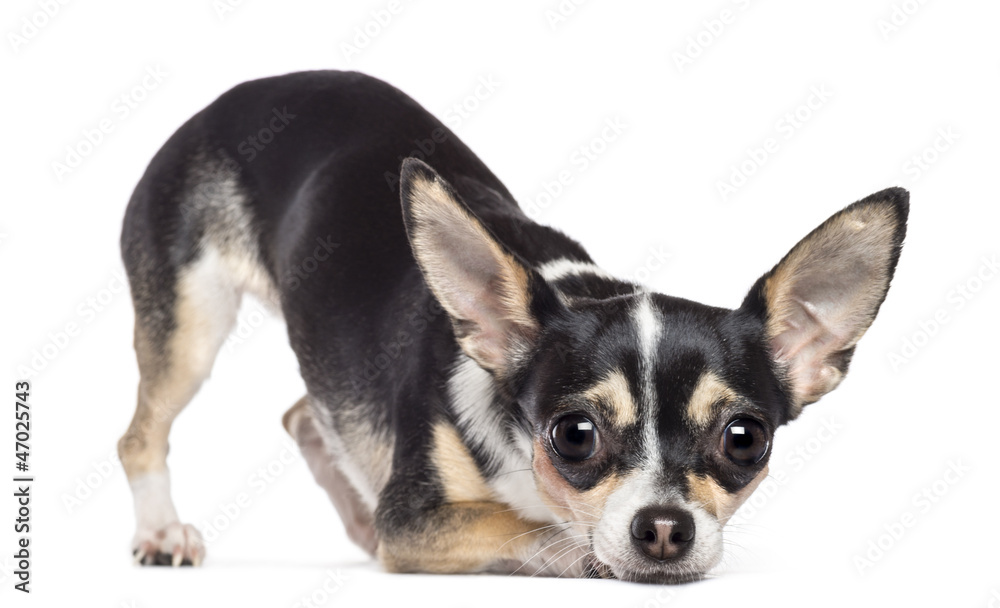 Chihuahua, 2 years old, looking at camera Chihuahua, 2 years old, looking at camera