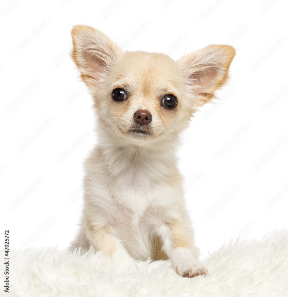 Chihuahua, 4 months old, looking at camera Chihuahua, 4 months old, looking at camera