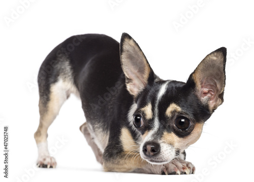 Chihuahua, 2 years old, looking away against white background