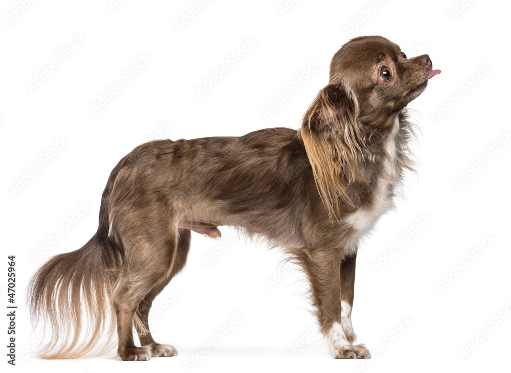 Fototapeta premium Side view of Chihuahua standing and sticking its tongue out