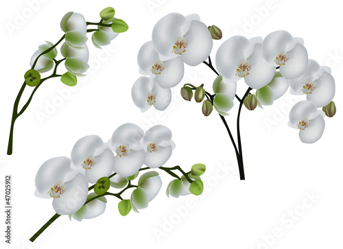 set of light orchid branches isolated on white