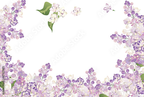 lilac flower hald frame isolated on white