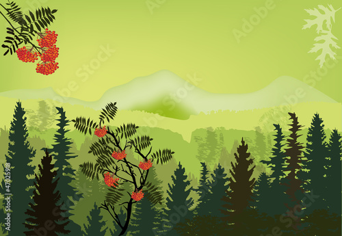 rowan tree in green mountains